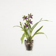Zygopetalum1a