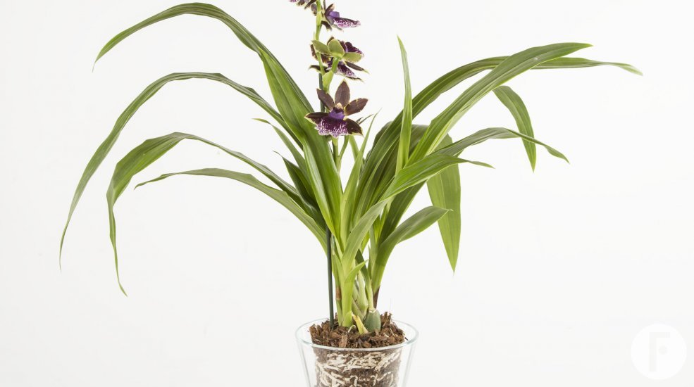 Zygopetalum2a
