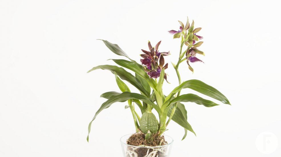 Zygopetalum3a