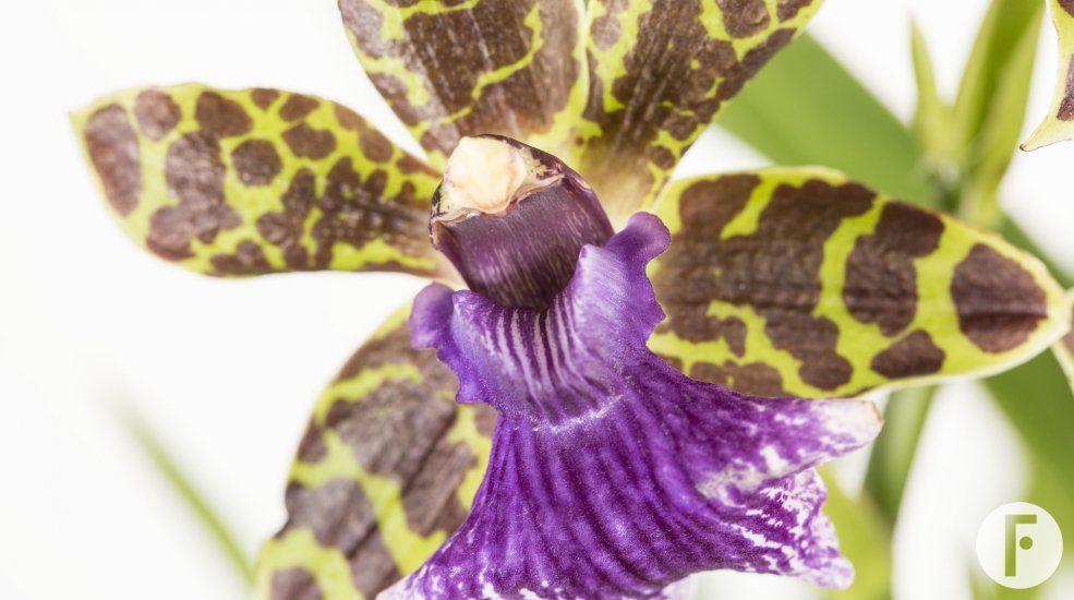 Zygopetalum1