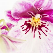 Miltonia - Pansy Orchid