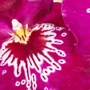 Miltonia2
