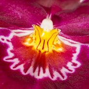 Miltonia4