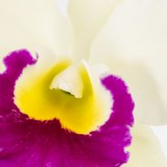 Cattleya2