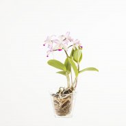 Cattleya5a