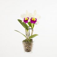 Cattleya2a