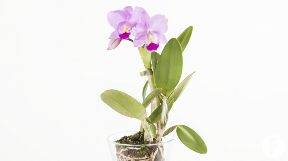 Cattleya3a