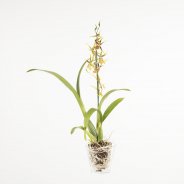 Cambria brassia3a