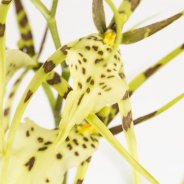 Cambria brassia4