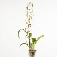 Cambria brassia5a
