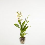 Cambria brassia6a