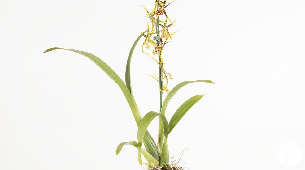 Cambria brassia3a
