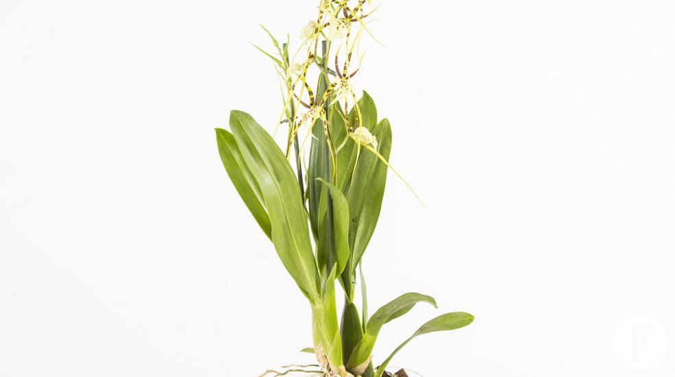 Cambria brassia4a