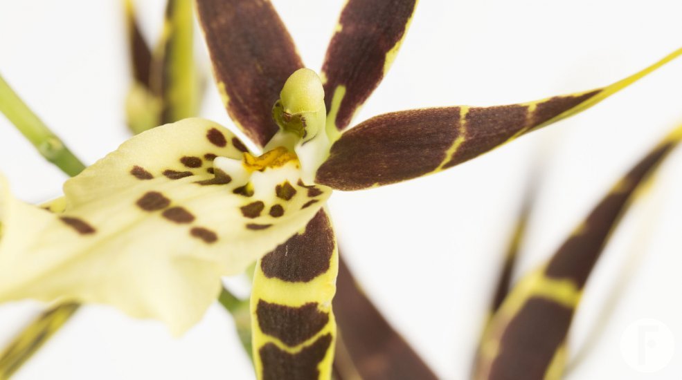 Cambria brassia6
