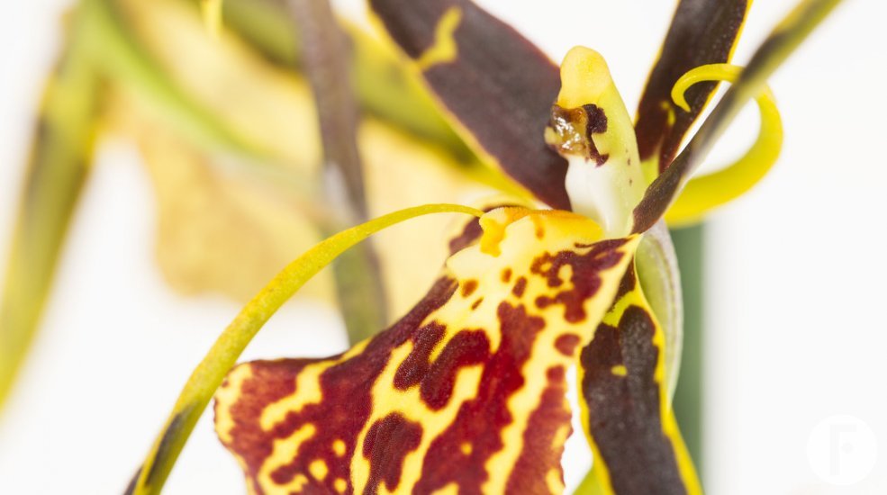 Cambria brassia3