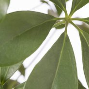 Schefflera