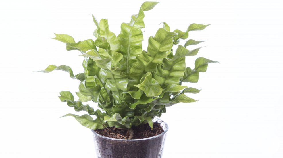 Asplenium nidus Crispy Wave