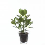 Clusia rosea princess1
