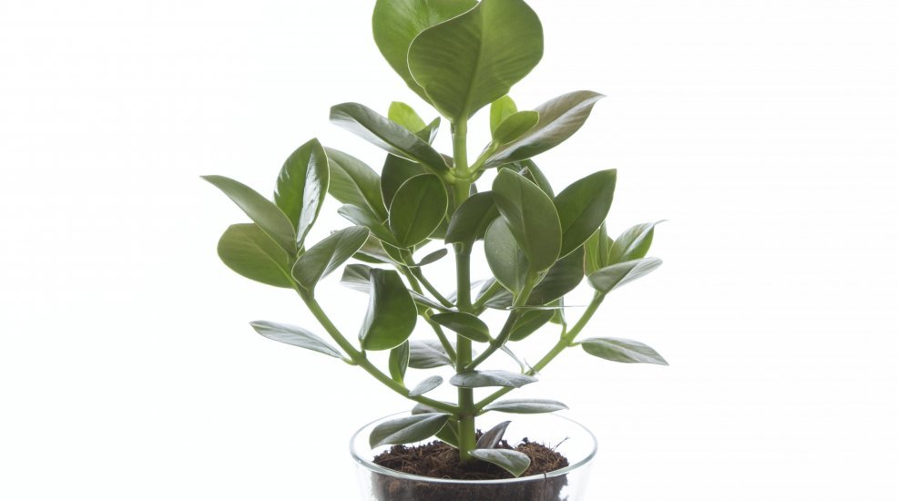 Clusia rosea princess1