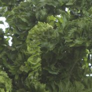 Dryopteris Crispa Cristata close