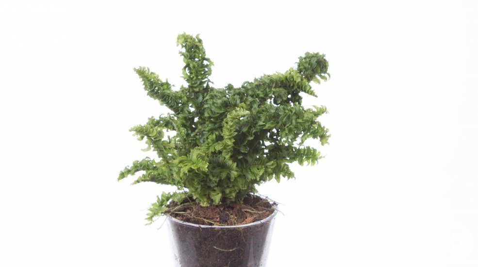 Dryopteris Crispa Cristata