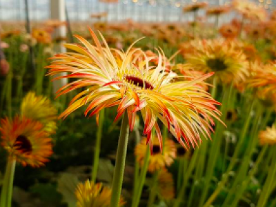 European florist panel for LG Flowers