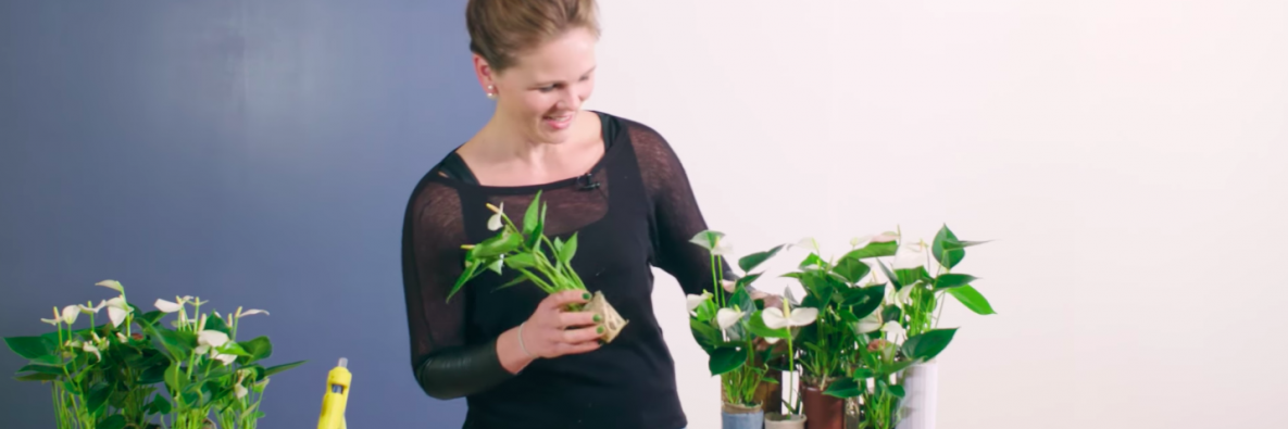 Miniature Anthurium Garden