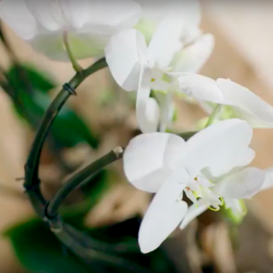 Orchideeën design met geweien