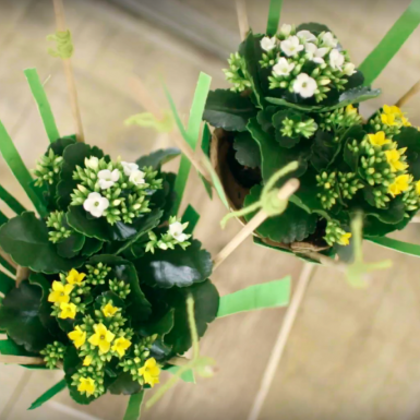 een cool Kalanchoë design