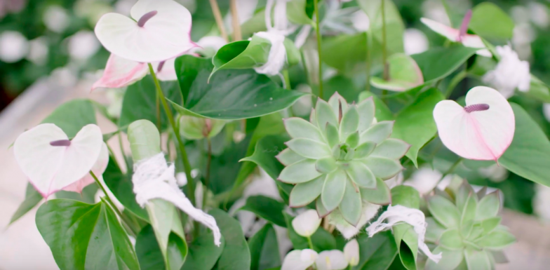 Full Anthurium plant arrangement