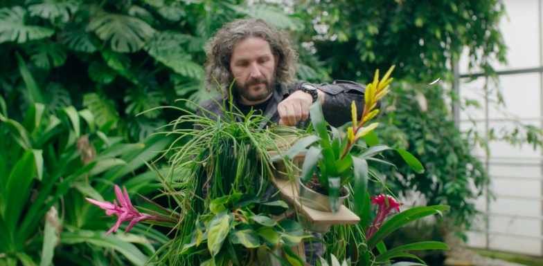 Bromelia display design idee