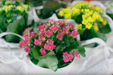 Kleurrijk Kalanchoë schilderij