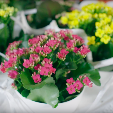 Kleurrijk Kalanchoë schilderij
