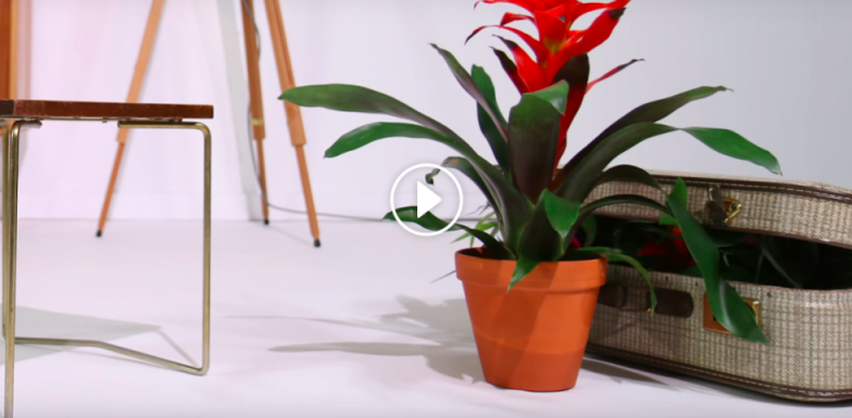 Stop motion animatie Bromelia's