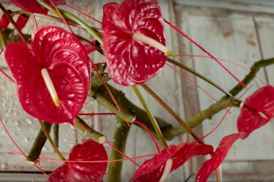 Rood Anthurium design met Eterno