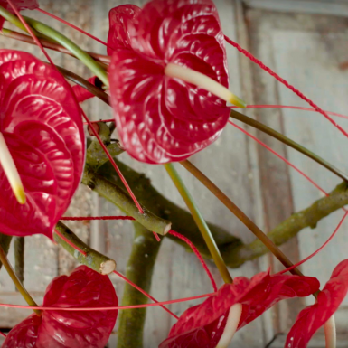 Rood Anthurium design met Eterno