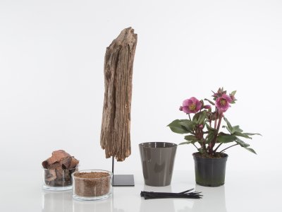 Step by step Hellebore on a pedestal