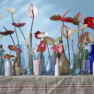 Stichting Promotie Anthurium