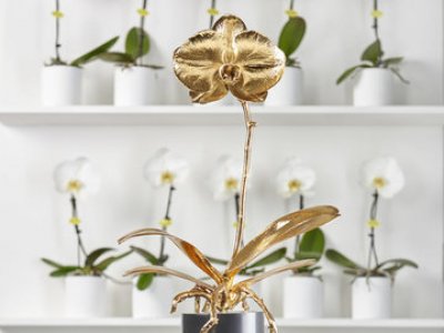 Opti-flor reikt Golden Singolo Award voor vierde maal uit