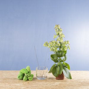 Step by step: Green Kalanchoë 'Magic Bells' design