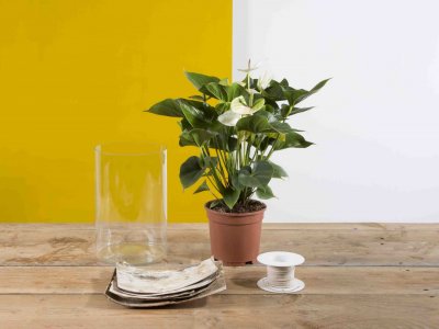 Step-by-step: Natural Anthurium plant arrangement