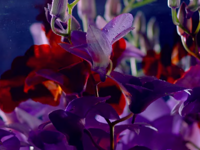 Potorchideeën in de schijnwerpers