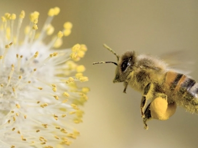  Utrecht stapt over op volledig biologische bloemen