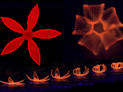 Harvard University creates 4D Flowers that change shape over time