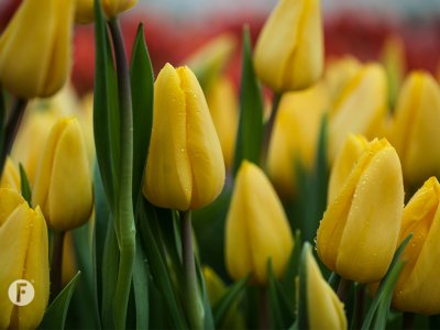 Watch the short registration of the Tulip day last Saturday in Amsterdam