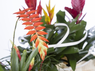Bromelia: de schoonste kamerplant