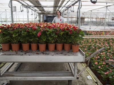 Anthurium grower Fuerte Planta: a visit 