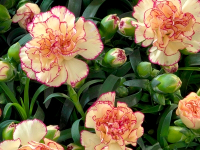 Noviteiten gepresenteerd op Flower Trials 2016