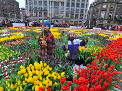 New Tulipa Spinoza presented in Amsterdam