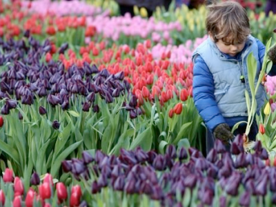January 16th it's national Tulip day